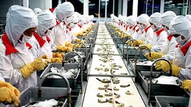 Sử dụng năng lượng bền vững trong chế biến gỗ và thủy sản