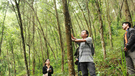 Hương Sơn (Hà Tĩnh): Thí điểm cấp chứng chỉ rừng bền vững cho nhóm hộ