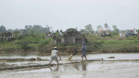 Thừa Thiên Huế: Không khí lạnh, hàng trăm hecta lúa chìm trong biển nước