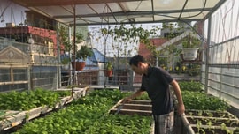 Sử dụng rác hữu cơ làm phân vi sinh