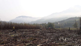 Quảng Ngãi: Liên tục cháy ruộng mía đang đến kỳ thu hoạch