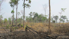 Gia Lai: Khởi tố vụ đốt phá hơn 4 ha rừng tại huyện Ia Pa
