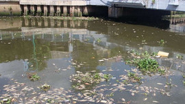 TP.HCM: Giảm số lượng cá trên kênh Nhiêu Lộc - Thị Nghè