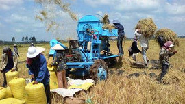 Thách thức của ngành lúa gạo và đóng góp của Agribank trong chuỗi giá trị lúa gạo bền vững tại Việt Nam