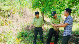 Thừa Thiên- Huế: Thả nhiều động vật quý hiếm về môi trường tự nhiên