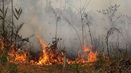 Cháy rừng hoành hành ở Amazon: Chúng ta đang "đốt cháy" tương lai