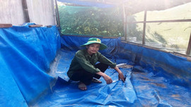 Quảng Bình:  Lươn dự án thoát nghèo vừa nuôi đã chết khiến người dân lao đao