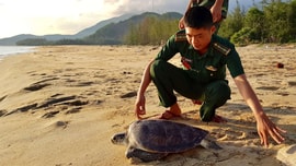 Vơi dần mùa rùa đẻ trứng