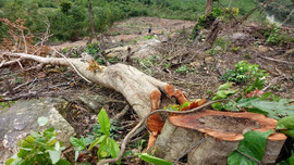 Quảng Bình:  Xã ký hợp đồng “cho” dân phá 13 ha rừng tự nhiên