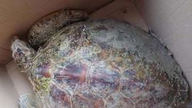 Cá heo và rùa xanh quý hiếm liên tiếp dạt vào biển Hội An
