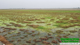 Triệu Sơn (Thanh Hóa): Vụ xả dầu ra ruộng của người dân, hơn 7.000 m² bị ảnh hưởng