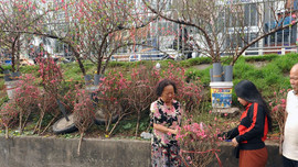 Hà Nội: Chợ hoa Quảng Bá bắt đầu rực rỡ sắc Xuân