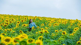 Du xuân, đừng bỏ lỡ cánh đồng “hoa mặt trời” hàng trăm hec-ta lớn nhất Việt Nam!