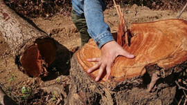 Đắk Lắk: Nhiều diện tích rừng bị phá trong dịp Tết Nguyên đán Canh Tý
