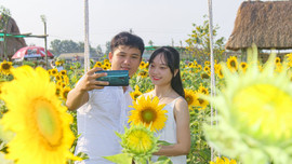 Vườn hoa hướng dương lớn nhất xứ Huế khoe sắc khiến du khách mê mẫn