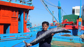 Đà Nẵng: Không có tàu cá đánh bắt trái phép ở vùng biển nước ngoài