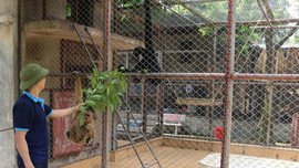 Kiến nghị mở rộng Trung tâm Cứu hộ động vật hoang dã Hà Nội 