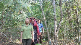 Động lực giúp rừng Mường Nhé (Điện Biên) hồi sinh 