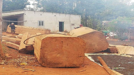 Đắk Nông: Phát hiện vụ khai thác, vận chuyển gỗ Du Sam trái phép