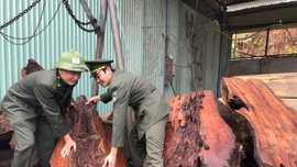 Đà Nẵng: Phạt 40 triệu đồng mua bán, vận chuyển gỗ "lậu"