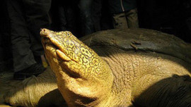 Hà Nội yêu cầu bảo vệ các cá thể rùa Hoàn Kiếm và cua đinh