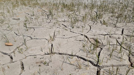 Thừa Thiên Huế: Thiếu nước, hàng trăm hecta lúa khô hạn