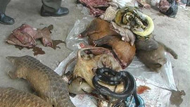 Tổ chức HSI kêu gọi Việt Nam cần lập tức đóng cửa các chợ buôn bán động vật hoang dã