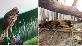 Đà Nẵng: Xử phạt cơ sở, cá nhân nuôi nhốt động vật rừng trái phép