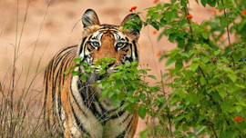 Nghiên cứu mới về ảnh hưởng của việc xây dựng đường đến bảo tồn hổ