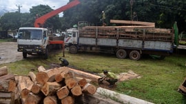 Gia Lai: Xét xử vụ “cướp” gỗ lậu của "Hùng sida" và đồng bọn