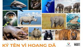 Doanh nhân cam kết bảo vệ động vật hoang dã