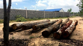 Gia Lai: Phát hiện 8 cây gỗ lậu trên nền đất trống