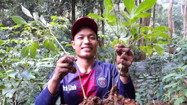 Quảng Nam: Bảo tồn nguồn giống sâm Ngọc Linh