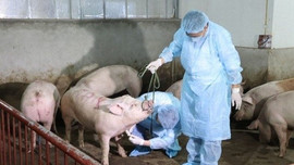 Điện Biên: Nhiều giải pháp phòng, chống tái phát dịch tả lợn Châu Phi