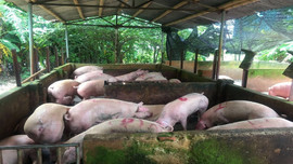 Thanh Hóa: Hỗ trợ 100% số hộ, cơ sở chăn nuôi do ảnh hưởng của dịch tả lợn Châu Phi	