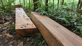Quảng Nam: Điều tra, làm rõ vụ phá rừng trái phép ở Bắc Trà My