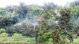 Sóc Trăng triển khai nhiều mô hình thích ứng với hạn, mặn