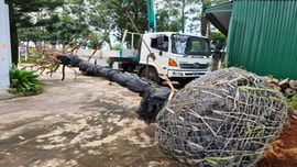 Đắk Nông: Phát hiện vụ khai thác trái phép cây mai rừng “khủng”