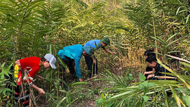 Điện Biên: Hiệu quả “kép” từ bảo vệ rừng