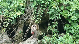 Quảng Ninh: Thả 29 cá thể khỉ, rắn hổ mang về môi trường tự nhiên