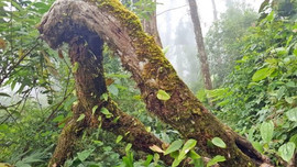 Khu Bảo tồn thiên nhiên Mường Nhé (Điện Biên) tăng cường quản lý, bảo vệ rừng