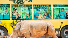 Kỷ lục 4 tê giác con chào đời trong vòng 16 tháng tại Vinpearl Safari