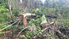  Đắk Nông: Thanh tra toàn diện công tác quản lý đất đai và rừng thuộc huyện Đắk Song