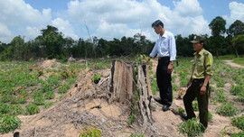 Bà Rịa – Vũng Tàu: Tăng cường nhiều giải pháp bảo vệ rừng