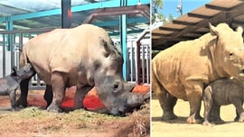 Những thú non bán hoang dã sinh ở Vinpearl Safari ngày ấy và bây giờ