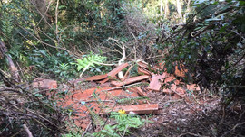 Quảng Bình: Chấn chỉnh và xử lý nghiêm vụ việc khai thác rừng trái phép trong Lâm trường Trường Sơn