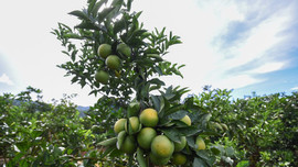 Vườn cam xanh mướt sẵn sàng vào nhà máy chế biến hoa quả tươi ở Sơn La