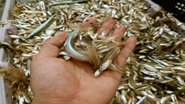 Ngư dân trúng đậm “lộc trời”