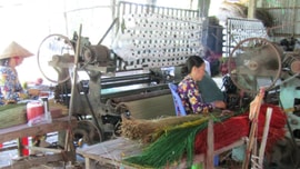 Nghĩ về nguồn tài nguyên cây lác ở Vũng Liêm