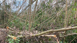 Quảng Ngãi: Khẩn trương khắc phục thiệt hại về rừng do thiên tai gây ra
